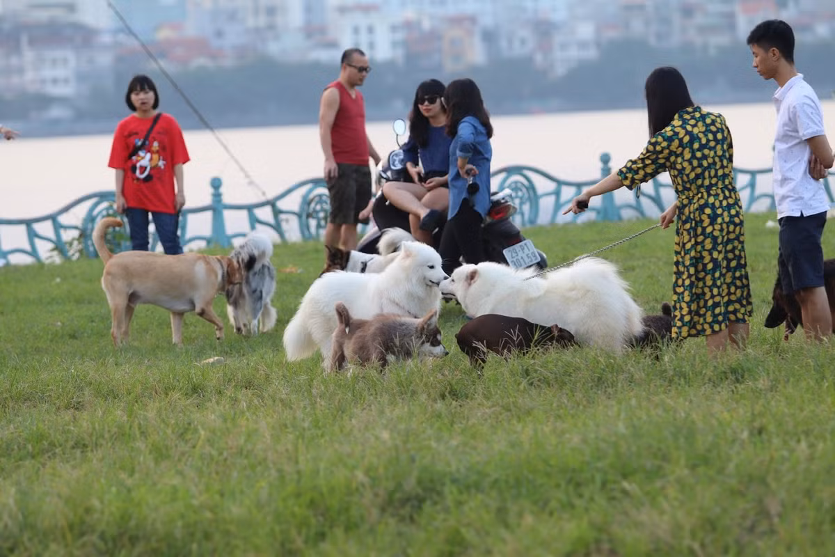Đứng trước thực trạng chó thả rông mà không có các vật dụng đảm bảo an toàn nhiều dân mạng đã bức xúc chia sẻ rằng: "Thực sự yêu chó thật nhưng loài vật mà, không biết tính chúng ra sao. Có thể với chủ chúng rất hiền nhưng khi chỉ cần kích động một chút, chúng sẵn sàng tấn công lại. Điển hình như vụ bé trai bị chó cắn tử vong vừa qua.