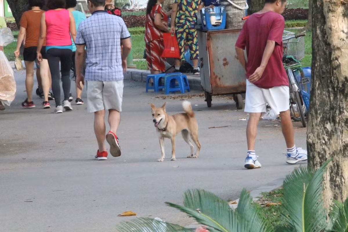 Vu be trai tu vong do cho can: CDM phan no viec nuoi cho tha rong