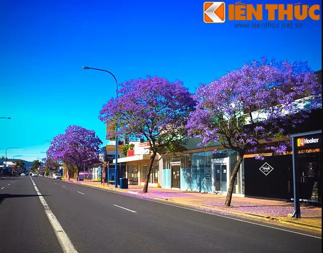 Jacaranda tuy có hoa hình chuông nhưng lá lại giống cây phượng vĩ, nên còn được nhiều du học sinh Việt Nam tại Australia gọi với cái tên thân mật là phượng tím.
