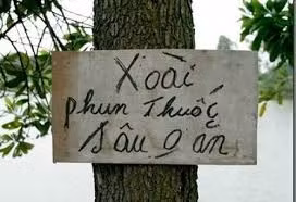 Bảng cảnh báo xoài phun thuốc sâu không ăn được của chủ vườn nhưng vẫn bị nhiều kẻ trộm phớt lờ.