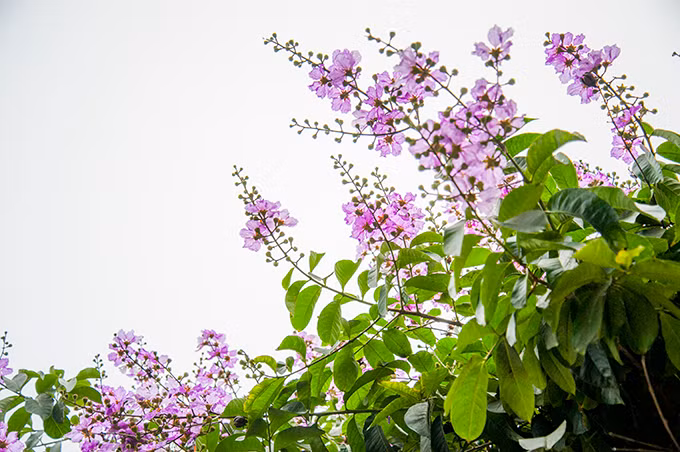 Đua nhau khoe sắc chào đón ánh nắng mùa hè.