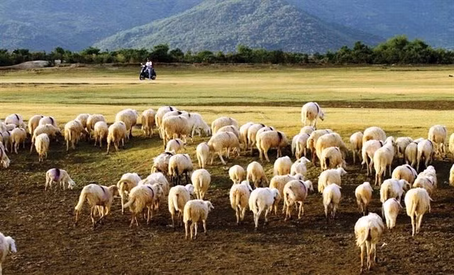 Cách trung tâm TP HCM 90 km, đồng cừu Suối Nghệ là một địa điểm check-in vô cùng hot được nhiều bạn trẻ ghé tới trên đường đi tới Vũng Tàu. Nơi đây có 3 đàn cừu và ngựa, tất cả tạo nên điểm nhấn giữa cánh đồng bao la và bất tận khiến du khách phải mê mẩn. Ảnh: Ivivu.com.