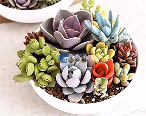 Sen đá, hoa may mắn hay chậu xương rồng... những chậu cây cảnh nhỏ bé, xinh xắn bày trên bàn uống nước, bàn làm việc là món quà dễ "đốn tim" phái đẹp trong ngày 8/3.