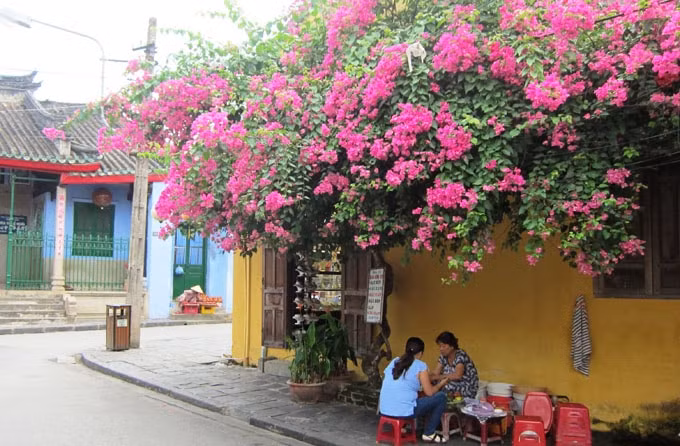 Ngoài Nha Trang thì giới trẻ còn biết tới phố cổ Hội An, nơi có những mái nhà sở hữu những cây hoa giấy vô cùng đẹp và sặc sỡ. Ảnh: Dulichhoian.