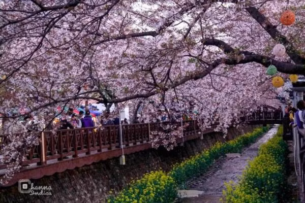 Jinhae là hội hoa anh đào lớn nhất Hàn Quốc, thu hút hàng triệu du khách mỗi năm. Hội kéo dài 10 ngày, đủ để du khách đến ngắm hoa và chiêm ngưỡng các màn biểu diễn đường phố, tham quan các quầy hàng, xem các màn trình diễn ánh sáng và diễu binh.