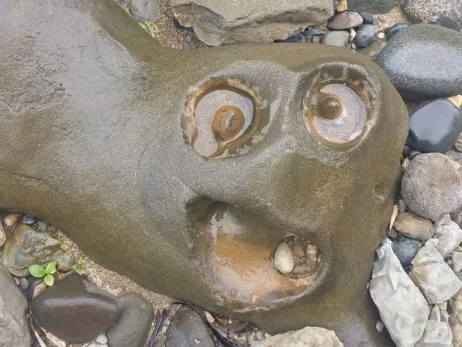 Con gì trên viên đá đây?