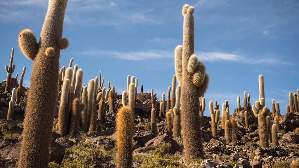 Incahousi là vùng đất nằm giữa Salar de Uyuni nổi bật với hệ sinh thái xương rồng khổng lồ. Những cây trưởng thành có thể cao hơn 10 m và tuổi thọ khoảng 300 năm. Tuy nhiên, tốc độ phát triển của loài thực vật này tương đối chậm. Mỗi năm, xương rồng khổng lồ chỉ có thể cao thêm 1-2 cm. Ảnh: Juan Martinez.