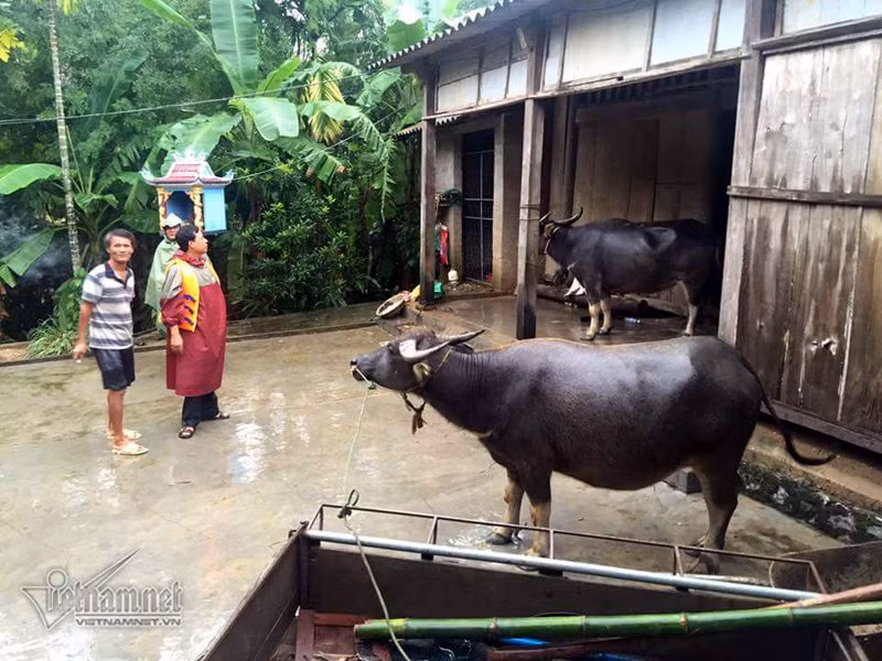 Tại huyện Quảng Trạch, ông Phan Xuân Linh – Chánh Văn phòng UBND huyện Quảng Trạch cho biết, nước lũ vừa cuốn trôi một chiếc cầu phao nối duy nhất nối vào thôn Thuận Hoá, xã Quảng Trường khiến thôn này bị cô lập hoàn toàn.