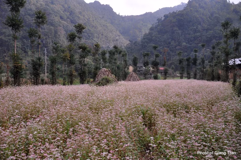 5 diem ngam hoa tam giac mach Ha Giang dep lung linh