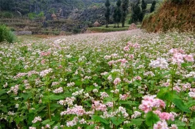 Đây là một ngôi làng cổ của người Hoa, nơi có những cánh đồng tam giác mạch tím pha trắng ngút tầm mắt. Ngoài hoa tam giác mạch, bản Phó Bảng còn nổi tiếng với những vườn hoa hồng được trồng ngoài thung lũng cũng rất đẹp.