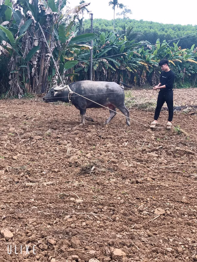 Bạn nghĩ chỉ ngày xưa tụi trẻ con mới phải chăn trâu cắt cỏ ư? Giờ lớn rồi, nhiều bạn trẻ cũng làm được.