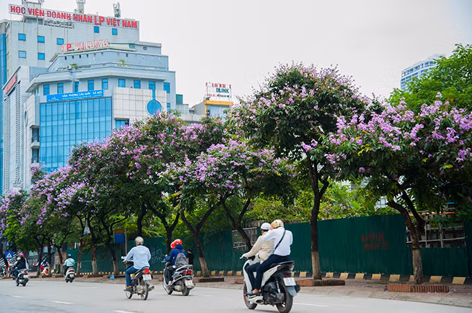 Hoa bằng lăng nở tím trên con phố mới Trần Thái Tông, quận Cầu Giấy.