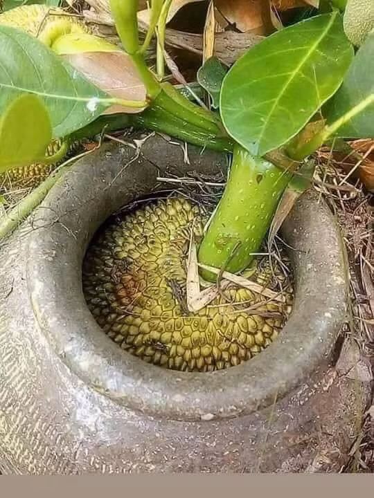 Nhiều dân mạng còn tếu táo cho rằng, chắc hẳn chủ nhân của những "trái hư" này sẽ buồn lắm khi chăm bẵm chúng rồi để chúng không nghe lời và vươn ra sân của nhà hàng xóm.