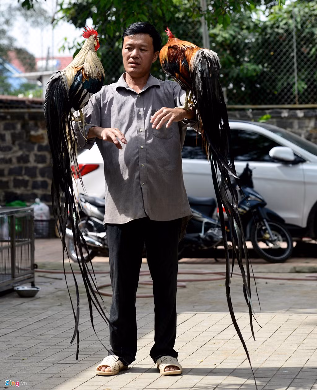 Hiện đàn gà của anh còn có con đuôi dài 1,85 m và có thể tăng thêm 7-10 cm mỗi tháng.