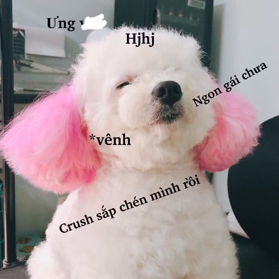 Bài viết đã đăng tải những hình ảnh trong quá trình tân trang bộ lông cho chú chó poodle trắng muốt. Cụ thể là bộ bông ở hai bên tai của chú thú cưng này được nhuộm màu hồng dễ thương.