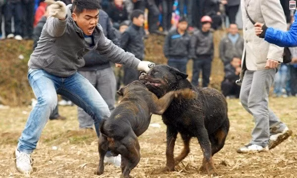 Nhiều bạn trẻ đã dày công huấn luyện những chú khuyển của mình thành những chú chó chiến. Họ dạy chúng cách cắn xé rất hăng máu, còn những người chủ thì đứng ngoài ngã giá cho những cuộc chơi đầy kinh dị và máu me này.