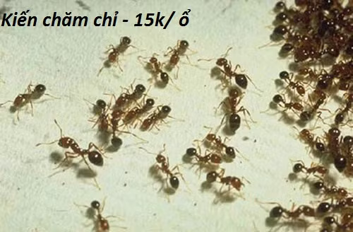 Nếu bạn bận, chưa kịp quét nhà thì Kiến là loài thú cưng sẽ giúp bạn được trong việc thu xếp nhà cửa.