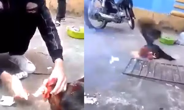 Truy tim thanh nien Viet dot phao trong mieng ga trong