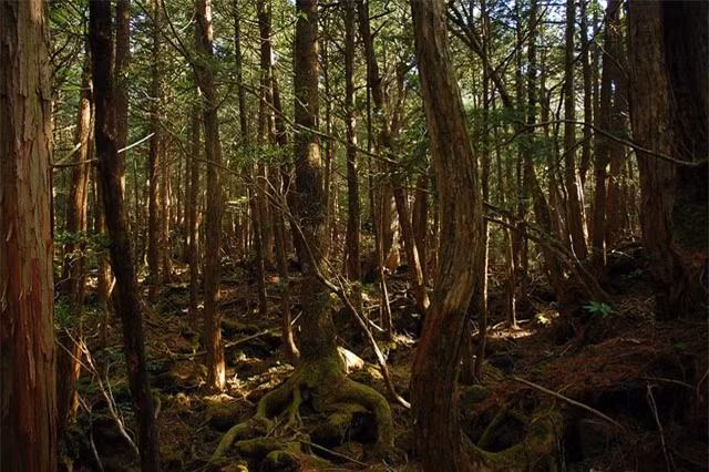 Rừng tự sát Aokigahara ở Nhật Bản là một địa điểm bí ẩn gây kinh hãi. Bởi lẽ, nơi đây là địa điểm tự tử phổ biến thứ 2 trên thế giới. Theo thống kê, từ những năm 1950, hơn 500 người đã đến rừng Aokigahara tự tử. Một số người dân địa phương cho hay trong khu rừng đó tồn tại những hồn ma, quỷ dữ vô cùng đáng sợ.