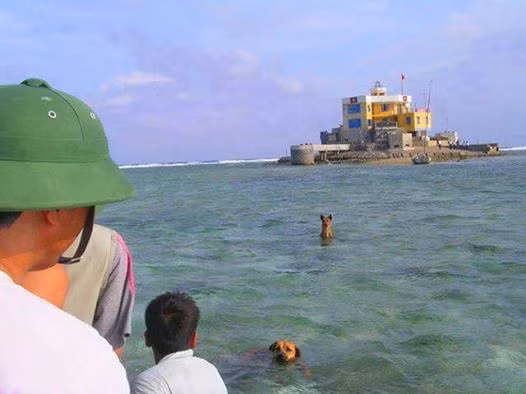 Trong bài thơ, hình ảnh chú chó là chủ đề xuyên suốt, nó loài vật trung thành nhất đối với con người. Đối với những chú chó sống trên đảo, ngày đêm làm nhiệm vụ canh giữ biên giới Tổ quốc cùng các chiến sĩ hải quân, mối quan hệ này lại càng khăng khít, không rời.