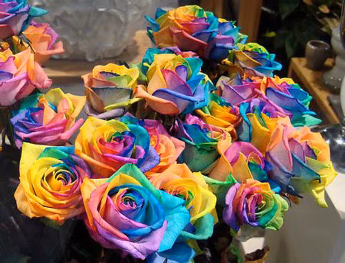 Hoa hồng ngũ sắc là một sự phá cách đặc biệt trong những món quà Valentine\, được làm từ những bông hoa hồng trắng, món quà này được những thợ yêu hoa tẩm vào mỗi cánh một màu khiến chúng trở nên vô cùng đặc biệt.
