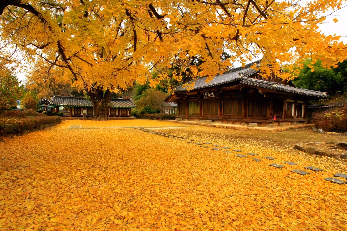 Mùa thu tại xứ sở Kim Chi thật màu sắc với thảm lá vàng trong sân của những ngôi nhà cổ.