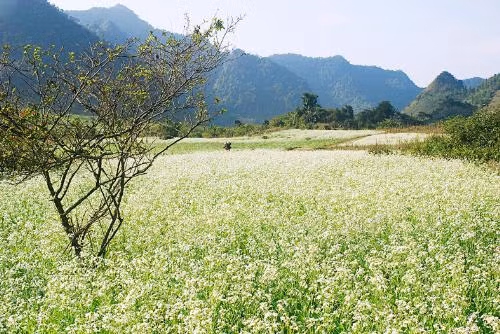 Lạc bước vào thế giới trắng tinh của những đồng hoa cải trắng những ngày tháng 11, bạn sẽ ngỡ thiên đường dưới mặt đất.