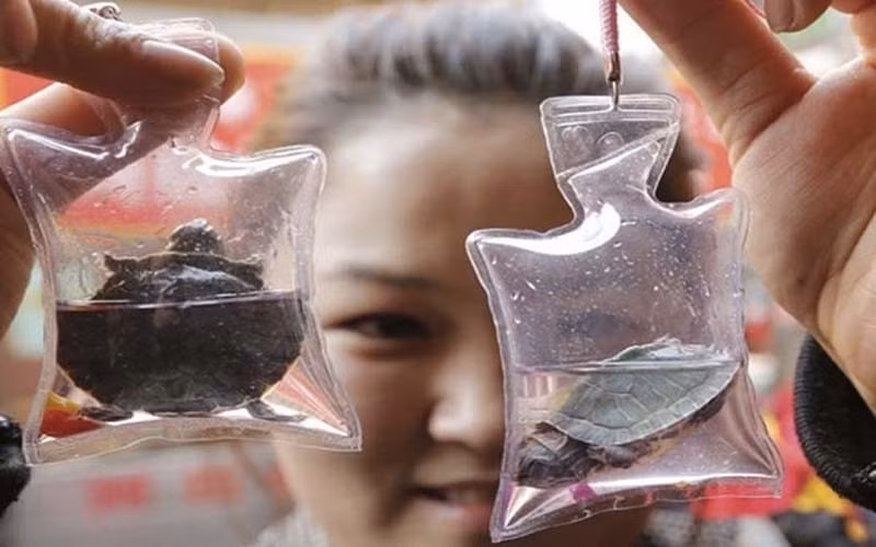 Theo tìm hiểu, trào lưu móc khóa động vật sống bắt đầu từ năm 2011. Nhưng thời gian gần đây nó bùng phát trở lại và có chiều hướng gia tăng tại một số quốc gia như Trung Quốc hay Việt Nam.