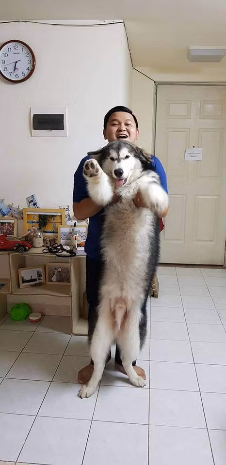 Sau khi được cứu khỏi đám cháy Xuka và chú chó Alaska chỉ bị cháy xem chút lông. Còn anh Danny cũng cho biết anh chỉ mong nhanh chóng xuất viện để đưa hai bé đi khám bởi lo cho chúng bị hít phải khói độc quá nhiều.