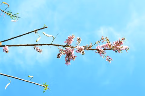 những tán hoa anh đào phơn phớt hồng tạo thành vòm phía trên đầu, cảnh tượng này sẽ dễ dàng bắt gặp khi đi trên con đường tình lộ 44, đoạn từ đèo Nước Ngọt đến Cầu Tum của Vũng Tàu.