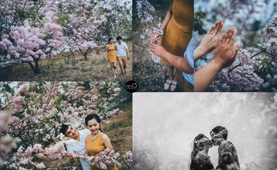 Rất nhiều bộ ảnh cưới đẹp đã được thực hiện trong dịp hoa anh đào nở tại Vũng Tàu.