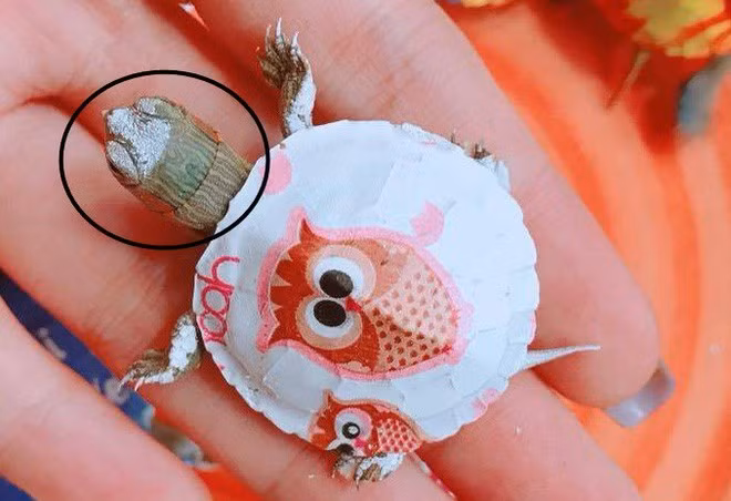 Theo nhiều người quan sát được, rùa mini có 2 đốm đỏ ở 2 bên tai, là dấu hiệu nhận biết đặc trưng của loài rùa tai đỏ.