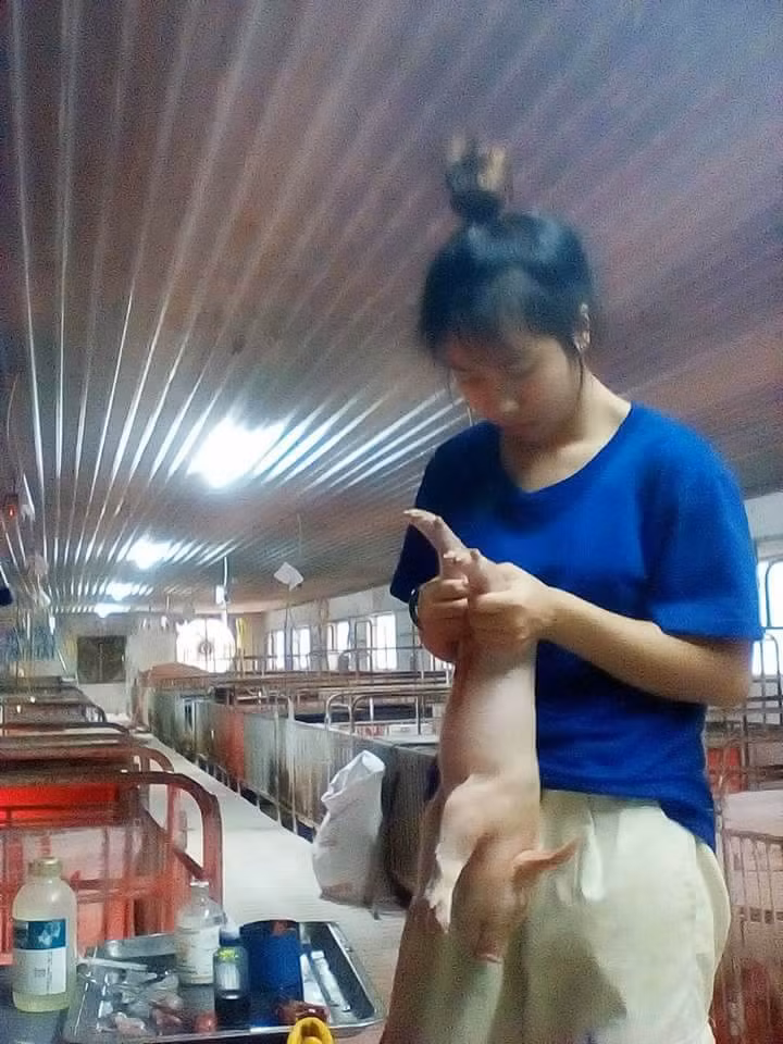 P.N.H cũng tâm sự thêm rằng nhiều khi đang ăn dở bữa cũng phải gác lại để ra đỡ đẻ cho lứa lợn mới sinh cũng trở nên rất bình thường. Dù có hơi bận bịu thật nhưng nữ sinh trường nông lâm này vẫn cảm thấy vui vẻ, hạnh phúc vì nhìn đàn lợn ngoan khỏe mạnh từng ngày do tay mình chăm sóc