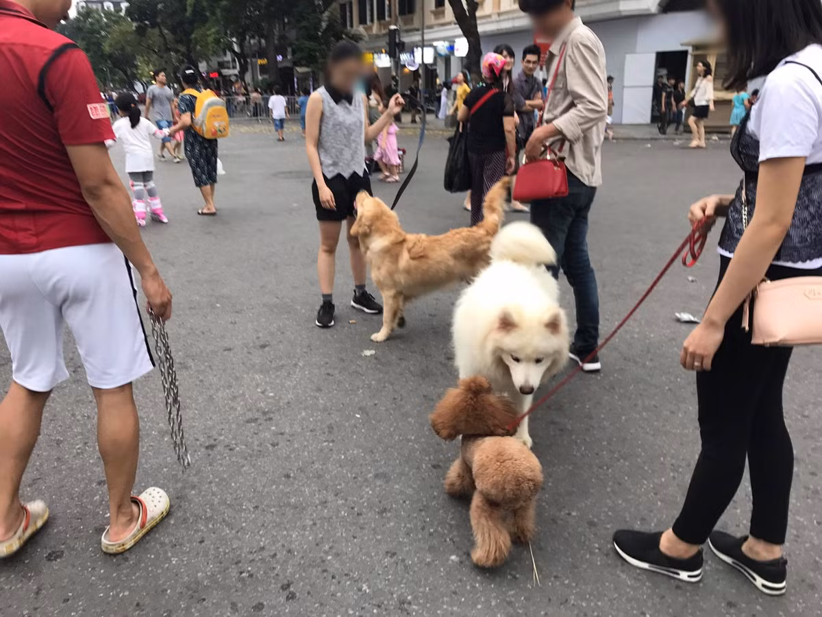 Bên cạnh những ý kiến đồng tình với lệnh cấm chó không rọ mõm vào phố đi bộ thì còn nhiều ý kiến cho rằng nó không hợp lý vì cho đã được tiêm phòng cẩn thận, ngoan và có xích đàng hoàng.