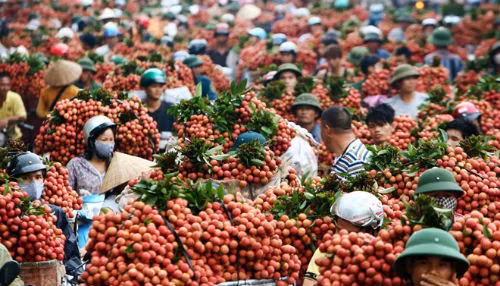 Lần đầu tiên quả vải Việt Nam xuất khẩu sang Mỹ Lan dau tien qua vai Viet Nam xuat khau sang My