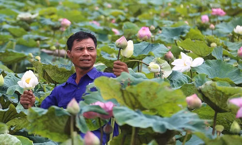 Nghe anh "khung" ke thu nhap "khung" tu dam sen la