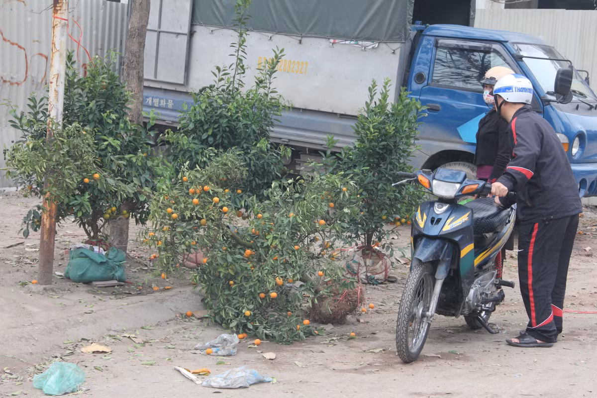 Chiều 30 Tết Đinh Dậu, một số người vội vã đi chọn mua những cây quất và cây đào cuối chợ.