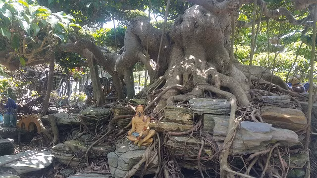 Cây có thân bệ đẹp, bộ rễ bám chặt vào đá rất đẹp.