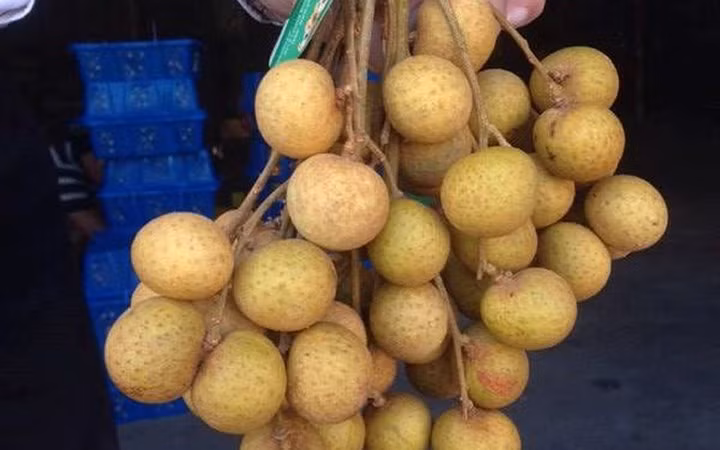 Nhãn lồng Hưng Yên đã được đăng ký bảo hộ nhãn hiệu hàng hóa là “Nhãn lồng Hưng Yên - Hương vị tiến vua” và được công nhận chỉ dẫn địa lý. (Ảnh: KT)