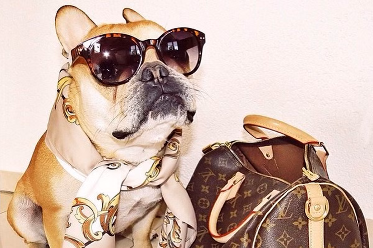 Túi hàng hiệu, khăn đẳng cấp đã làm nên những chú chó trong hội rich dog.