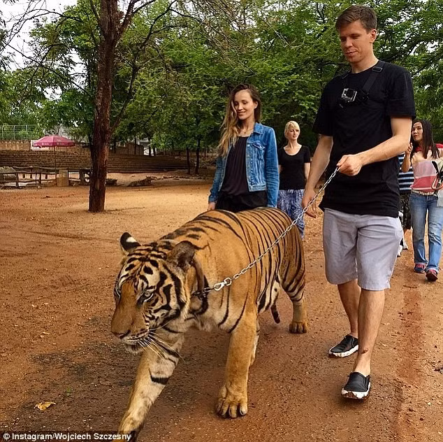 Thủ môn Wojciech Szczesny đang có kỳ nghỉ hè cùng bạn gái Marina Luczenko tại Thái Lan. Tại đất nước “Chùa Vàng” thủ môn này đã dắt một chú hổ đi dạo trong khuôn viên của một công viên tại Bangkok.