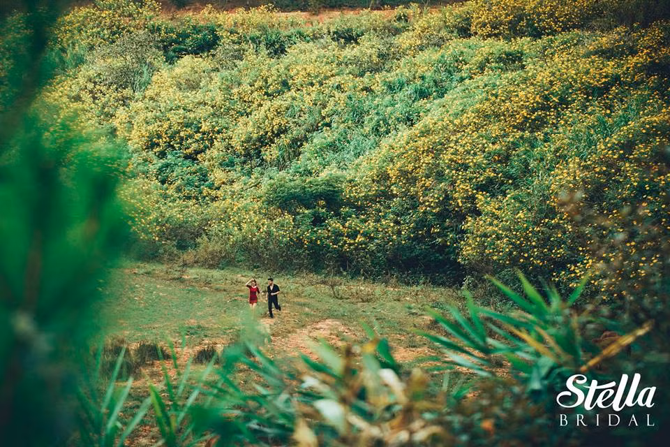 Một góc vàng rực của hoa dã quỳ Ba Vì.