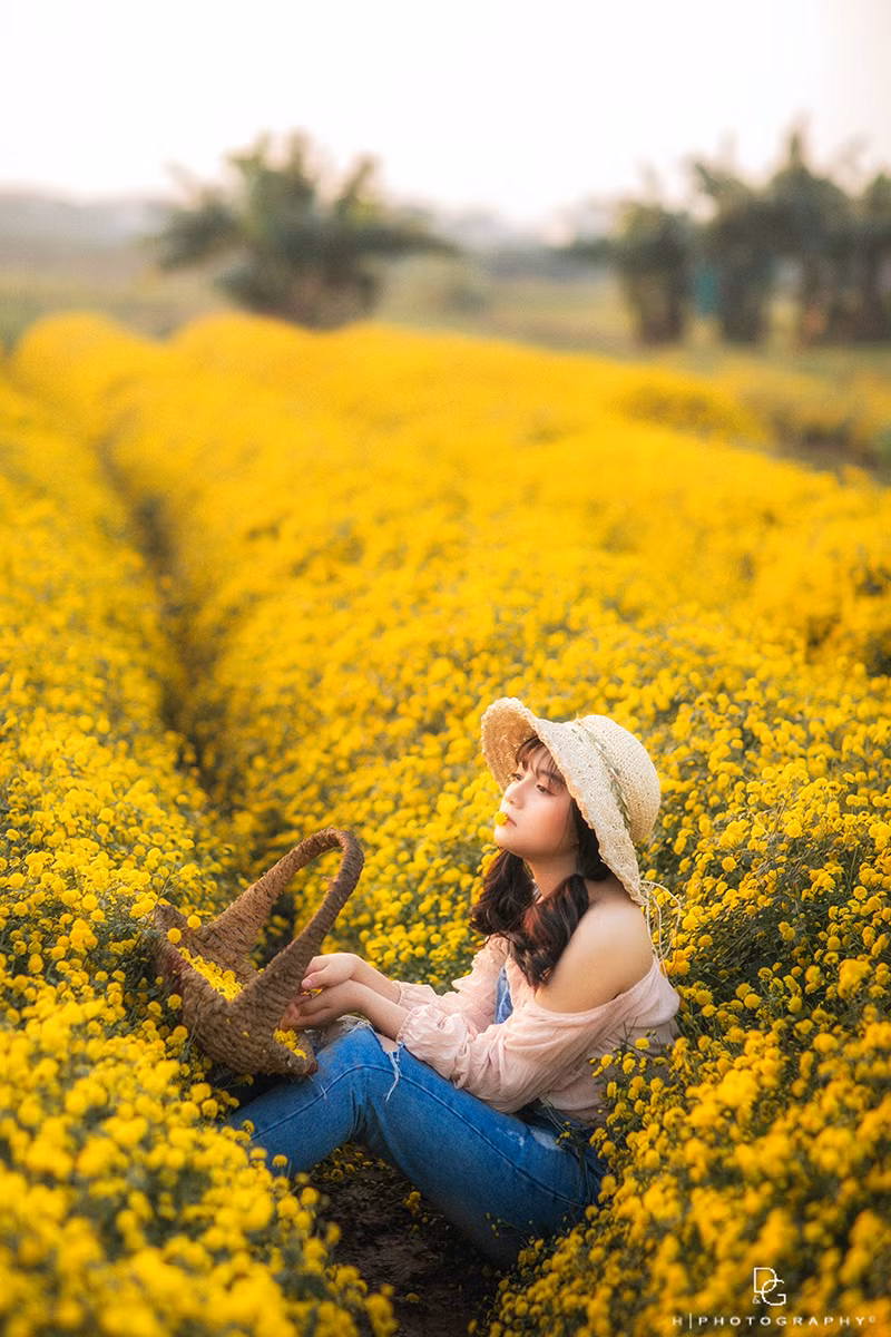 Dù đây là đợt trổ hoa đầu tiên nhưng mật độ nở rộ đã biến những cánh đồng cúc chi này chẳng khác gì một biển màu vàng, đặc biệt là dưới ánh nắng giữa đông.