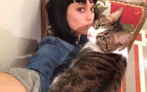 Katy Perry rất cưng chú mèo đến nỗi đặt tên chú ta theo chính tên mình, Kitty Purry, và mang mèo cưng đến bất cứ đâu.