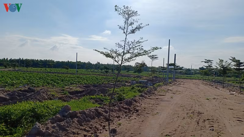 Khu đất này trước đây đã từng bị chính quyền xã Châu Pha cưỡng chế, giờ là bãi đất trống.