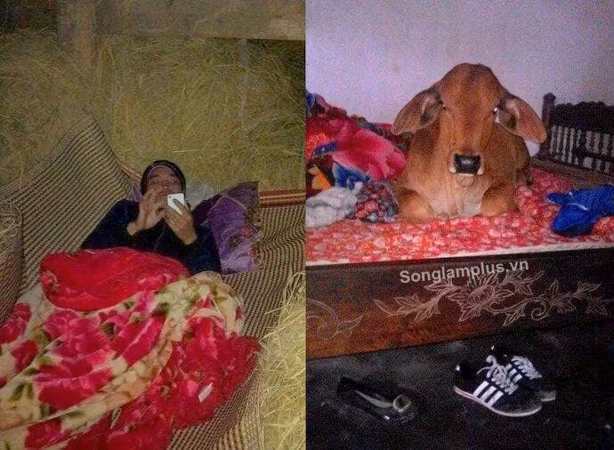 Những ngày qua, thời tiết các tỉnh miền Bắc đang vào đợt rét buốt đỉnh điểm. Không chỉ có người phải tìm chỗ tránh rét mà nhiều người cũng đã ủ ấm cho vật nuôi.
