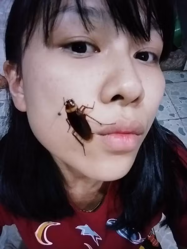 Hầu hết trong thử thách đặt gián lên mặt chụp ảnh, các bạn trẻ đều sử dụng loài gián Mỹ, là loài gián lớn nhất có thể dài tới 3,8 cm hoặc hơn.