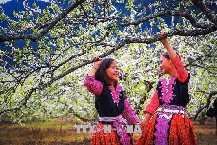 Khắp các sườn đồi, lối mòn vào bản là một không gian rực rỡ những trang phục đầy màu sắc của đồng bào Mông, tiếng cười đùa trong trẻo của trẻ em vui chơi dưới những tán hoa đào, hoa mận khoe hương sắc rực rỡ trong nắng ấm cao nguyên.