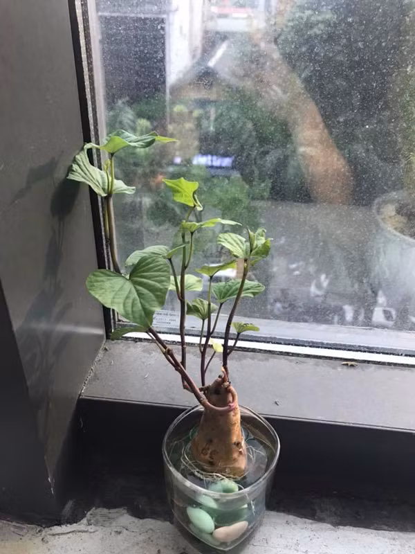 Trào lưu trồng "bonsai củ khoai" đầy sáng tạo này đã nhanh chóng mang đến làn gió mới, tạo nên hiệu ứng tích cực và nhận được nhiều sự ủng hộ.