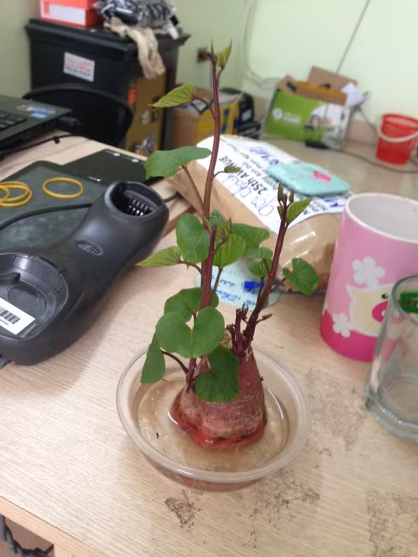 Đâu cần phải những loại cây đắt tiền, chỉ cần chút sáng tạo và chăm chút, từ củ khoai thường ngày cũng có thể biến hóa thành một sản phẩm trang trí cho bàn làm việc tại cơ quan hay nhà ở trở nên sinh động, bắt mắt hơn.